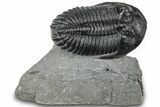 Detailed Hollardops Trilobite Fossil - Ofaten, Morocco #310575-3